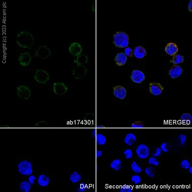 Immunocytochemistry/ Immunofluorescence - Anti-HPS1 antibody [EP8429(2)] - BSA and Azide free (AB284824)