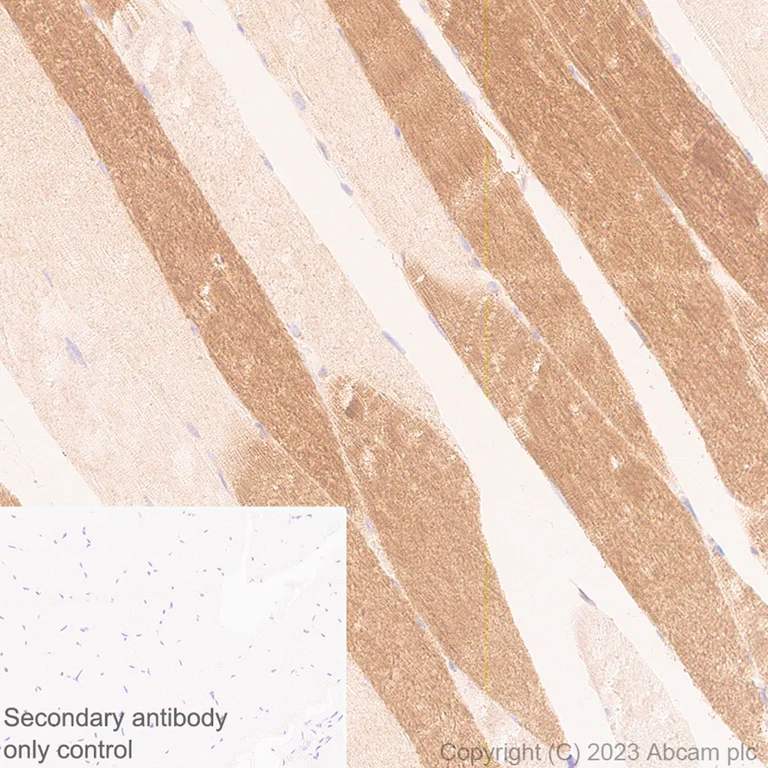 Immunohistochemistry (Formalin/PFA-fixed paraffin-embedded sections) - Anti-HPS1 antibody [EP8429(2)] - BSA and Azide free (AB284824)