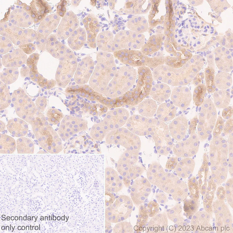 Immunohistochemistry (Formalin/PFA-fixed paraffin-embedded sections) - Anti-HPS1 antibody [EP8429(2)] - BSA and Azide free (AB284824)