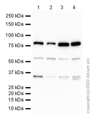 Western blot - Anti-HPS1 antibody [EP8429(2)] - BSA and Azide free (AB284824)