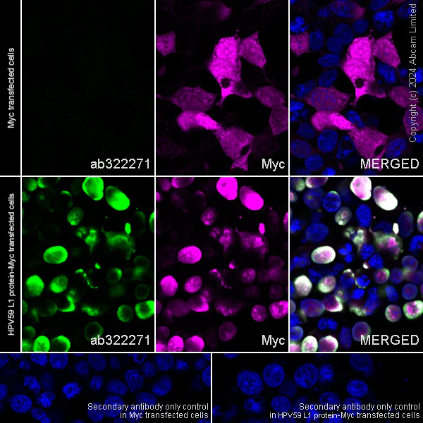 Immunocytochemistry/ Immunofluorescence - Anti-HPV 59 L1 antibody [FR_αHPV59L1_6E12] - BSA and Azide free (AB324798)