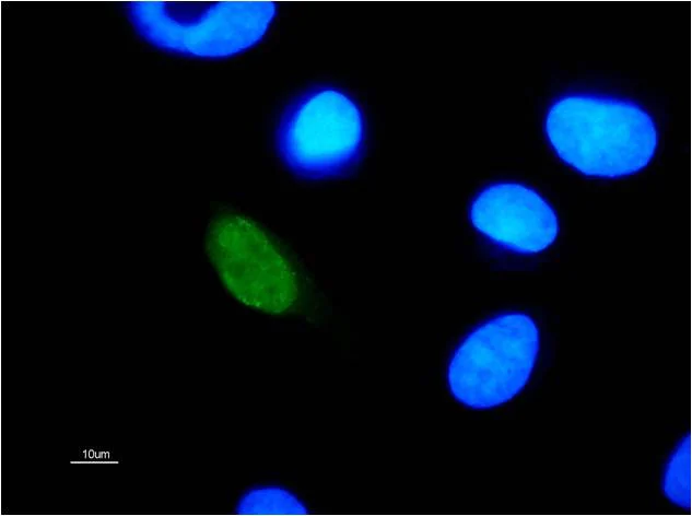 Immunocytochemistry/ Immunofluorescence - Anti-HPV11 E2 antibody [10E12] (AB100968)