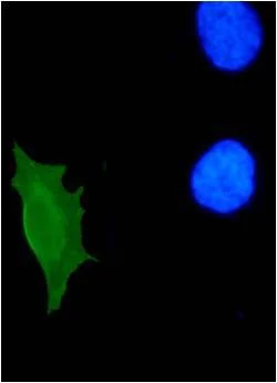 Immunocytochemistry/ Immunofluorescence - Anti-HPV11 E7 antibody [9H5] (AB100967)