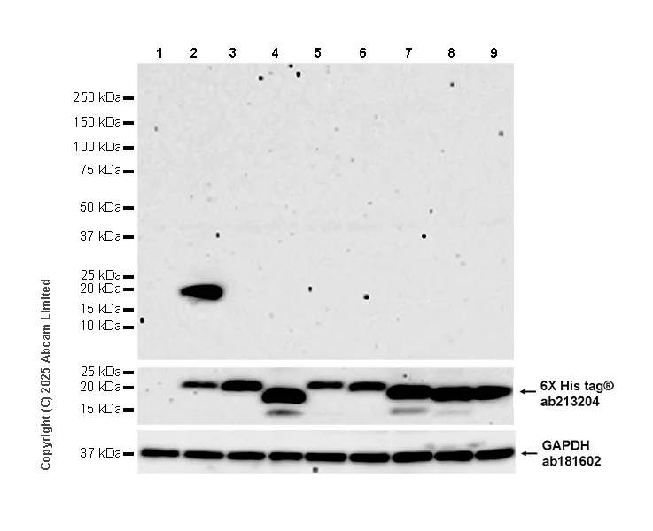 Western blot - Anti-HPV16 E7 antibody [EPR30642-21] (AB325396)