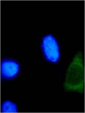 Immunocytochemistry/ Immunofluorescence - Anti-HPV18 E2 antibody [2E7] (AB100969)