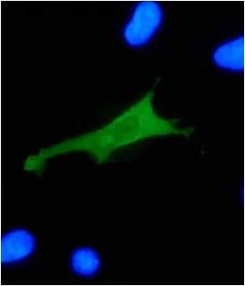 Immunocytochemistry/ Immunofluorescence - Anti-HPV18 E7 antibody [8E2] (AB100953)