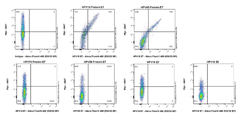 Flow Cytometry (Intracellular) - Anti-HPV18 E7 antibody [EPR26911-29] (AB308296)