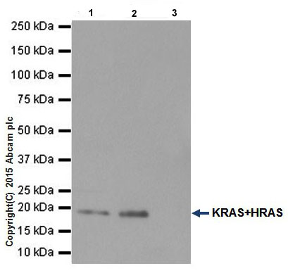 Immunoprecipitation - Anti-HRAS + KRAS antibody [EPR18713] - BSA and Azide free (AB240323), expandable thumbnail