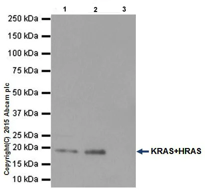 Immunoprecipitation - Anti-HRAS + KRAS antibody [EPR18713] - BSA and Azide free (AB240323)