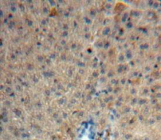 Immunohistochemistry (Formalin/PFA-fixed paraffin-embedded sections) - Anti-HRG antibody (AB230995)