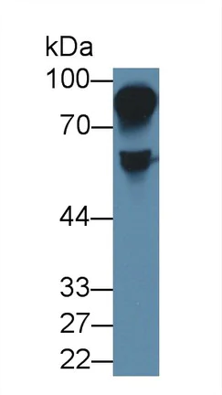 Western blot - Anti-HRG antibody (AB230995)
