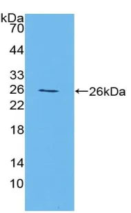Western blot - Anti-HRG antibody (AB230995)