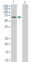 Western blot - Anti-HRG antibody (AB67807)