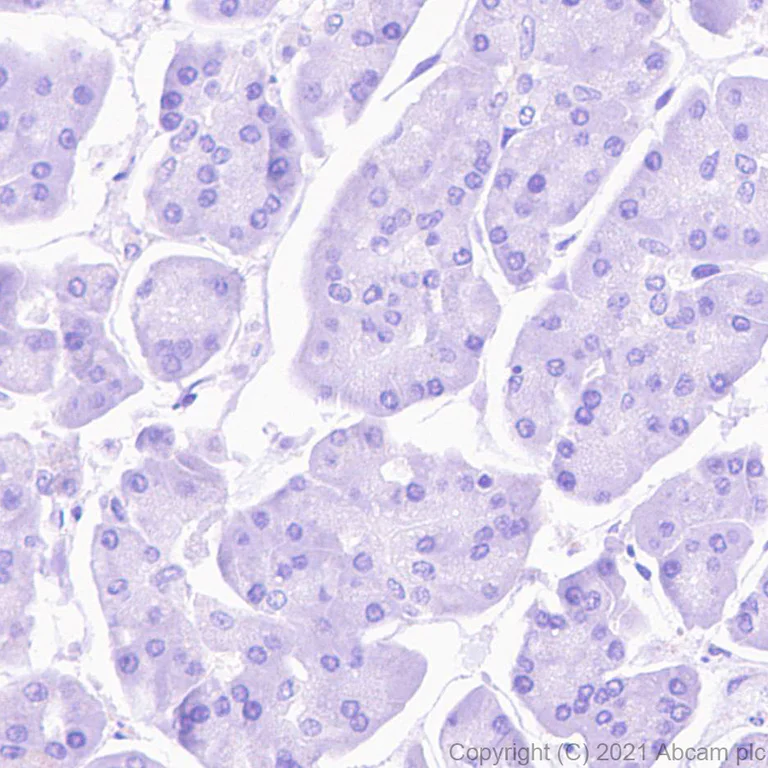 Immunohistochemistry (Formalin/PFA-fixed paraffin-embedded sections) - Anti-HRG antibody [EPR24184-52] - BSA and Azide free (AB281572)