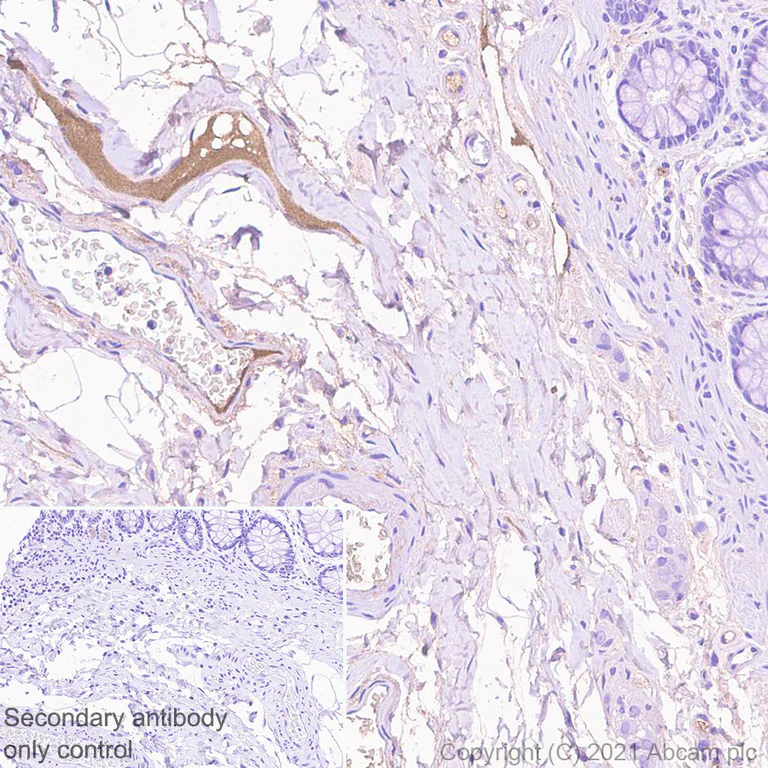 Immunohistochemistry (Formalin/PFA-fixed paraffin-embedded sections) - Anti-HRG antibody [EPR24184-52] - BSA and Azide free (AB281572)