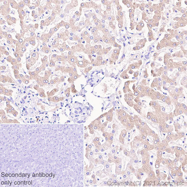 Immunohistochemistry (Formalin/PFA-fixed paraffin-embedded sections) - Anti-HRG antibody [EPR24184-52] - BSA and Azide free (AB281572)