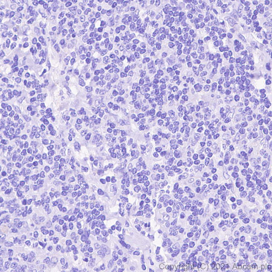 Immunohistochemistry (Formalin/PFA-fixed paraffin-embedded sections) - Anti-HRG antibody [EPR24184-52] - BSA and Azide free (AB281572)