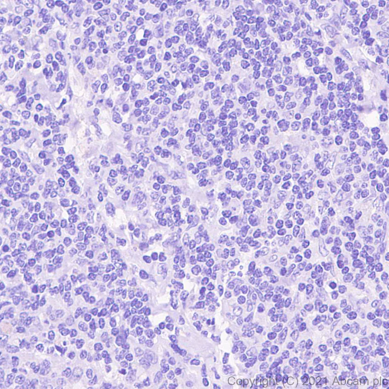 Immunohistochemistry (Formalin/PFA-fixed paraffin-embedded sections) - Anti-HRG antibody [EPR24184-52] - BSA and Azide free (AB281572)