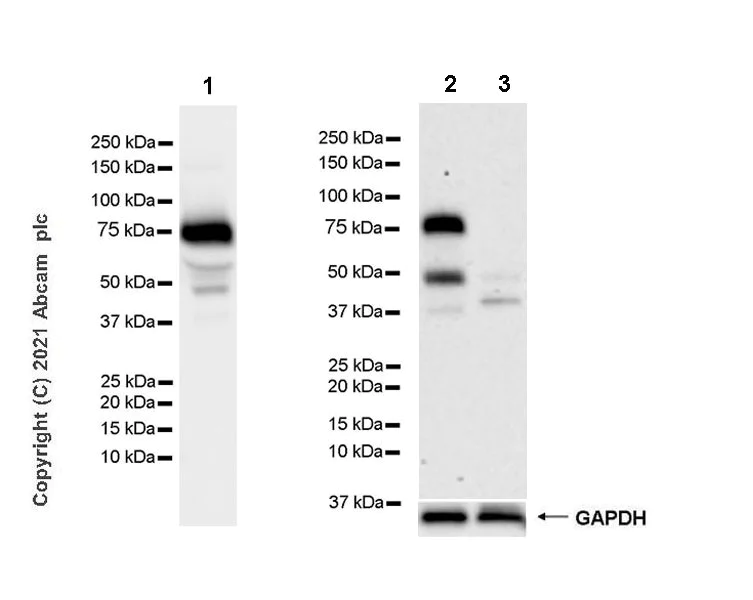 Western blot - Anti-HRG antibody [EPR24184-52] - BSA and Azide free (AB281572)