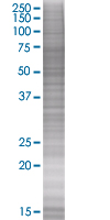HRG overexpression 293T lysate (whole cell)