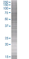 SDS-PAGE - HRG overexpression 293T lysate (whole cell) (AB94198)