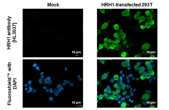 Immunocytochemistry/ Immunofluorescence - Anti-HRH1 antibody [HL3037] - BSA and Azide free (AB325864)