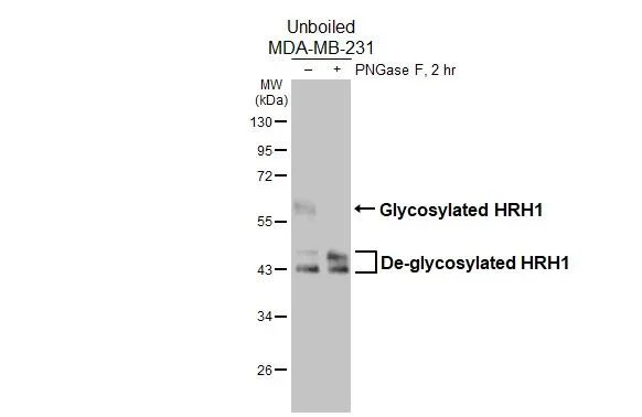 Western blot - Anti-HRH1 antibody [HL3037] - BSA and Azide free (AB325864)
