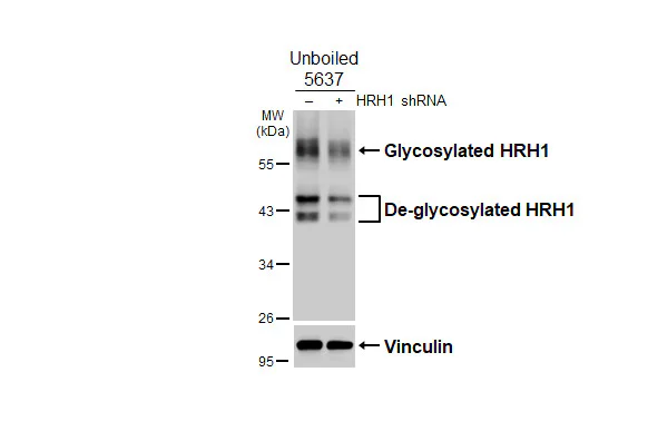 Western blot - Anti-HRH1 antibody [HL3037] - BSA and Azide free (AB325864)