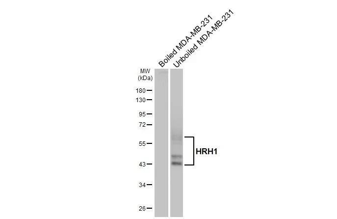 Western blot - Anti-HRH1 antibody [HL3037] - BSA and Azide free (AB325864)