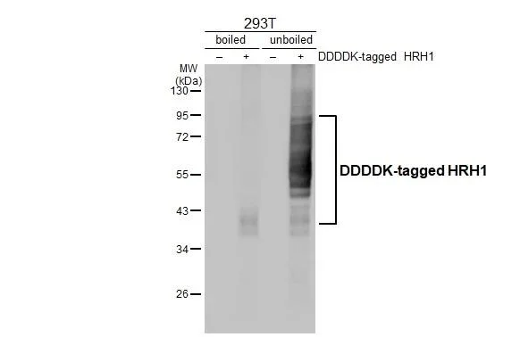 Western blot - Anti-HRH1 antibody [HL3037] - BSA and Azide free (AB325864)