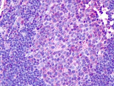 Immunohistochemistry (Formalin/PFA-fixed paraffin-embedded sections) - Anti-HRH1/H1R antibody (AB140815)