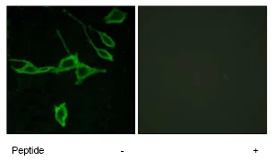Immunocytochemistry/ Immunofluorescence - Anti-HRH1/H1R antibody (AB75236)