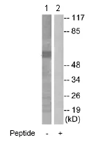 Western blot - Anti-HRH1/H1R antibody (AB75236)