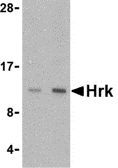Western blot - Anti-Hrk antibody (AB45419)