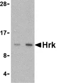 Western blot - Anti-Hrk antibody (AB45419)