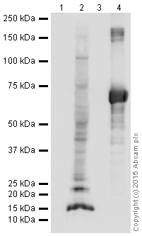 Western blot - HRP Anti-3-Nitrotyrosine antibody [7A12AF6] (AB198491)