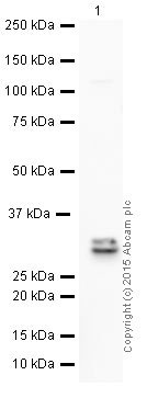 Western blot - HRP Anti-4-1BBL antibody [EPR1172Y] (AB199523)