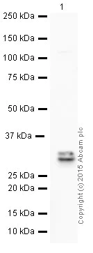 Western blot - HRP Anti-4-1BBL antibody [EPR1172Y] (AB199523)