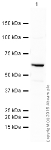 Western blot - HRP Anti-58K Golgi protein antibody [58K-9] - Golgi Marker (AB202001)