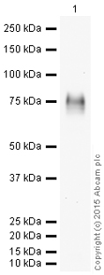 Western blot - HRP Anti-5T4 antibody [EPR5530] (AB199547)