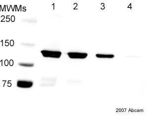 Western blot - HRP Anti-6X His tag® antibody (AB1187)