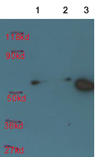 Western blot - HRP Anti-6X His tag® antibody (AB197049)