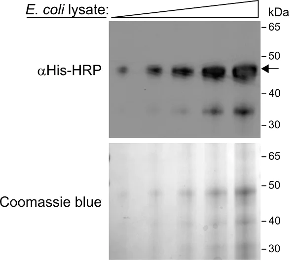 Western blot - HRP Anti-6X His tag® antibody [AD1.1.10] (AB178563)