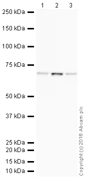 Western blot - HRP Anti-ABCE1 antibody [EPR15373(B)] - C-terminal (AB209043)