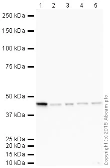 Western blot - HRP Anti-ACADM/MCAD antibody [EPR3708] (AB203465)