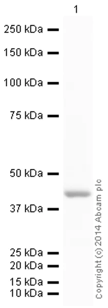 Western blot - HRP Anti-ACTC1 antibody [EP184E] (AB197716)