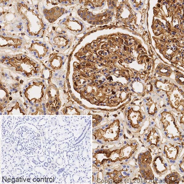Immunohistochemistry (Formalin/PFA-fixed paraffin-embedded sections) - HRP Anti-Actin antibody [EPR16769] (AB207674), expandable thumbnail