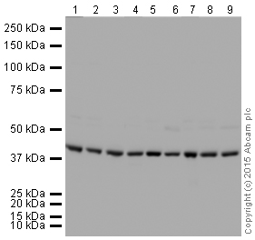 Western blot - HRP Anti-Actin antibody [EPR16769] - Loading Control (AB207674), expandable thumbnail