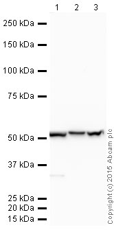 Western blot - HRP Anti-ADRA1B antibody [EPR10336] (AB202936), expandable thumbnail