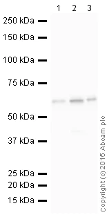 Western blot - HRP Anti-AKT1 + AKT2 + AKT3 antibody [EPR16798] (AB200854)